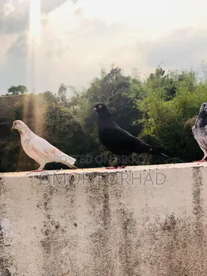 Jak Nor (Male Pigeon)