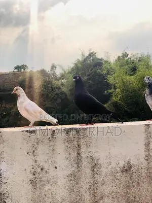 Jak Nor (Male Pigeon)