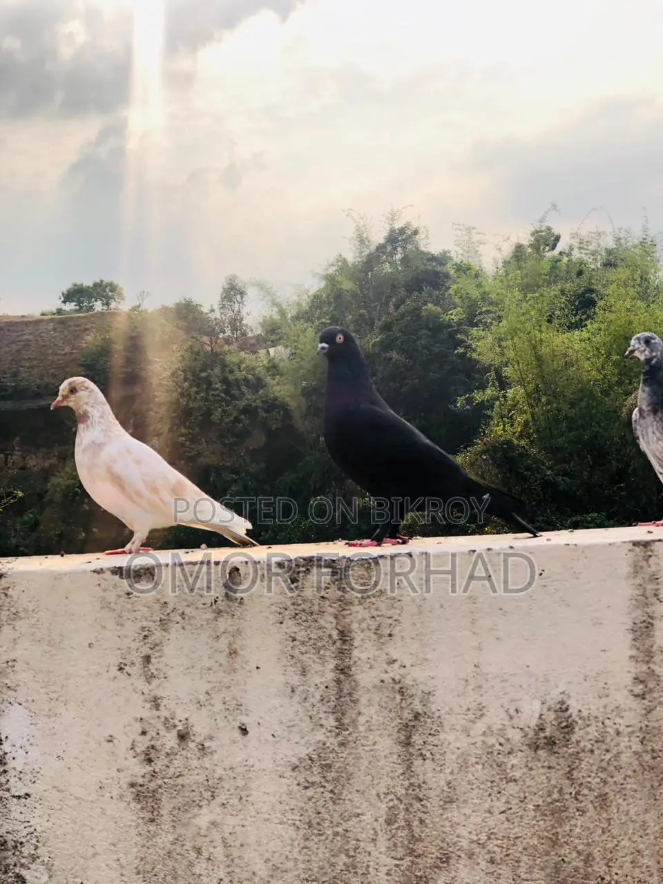 Jak Nor (Male Pigeon)