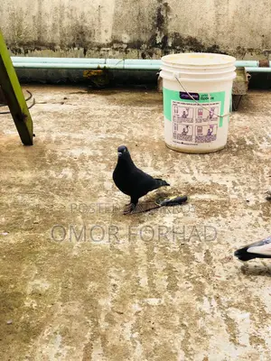 Jak Nor (Male Pigeon)