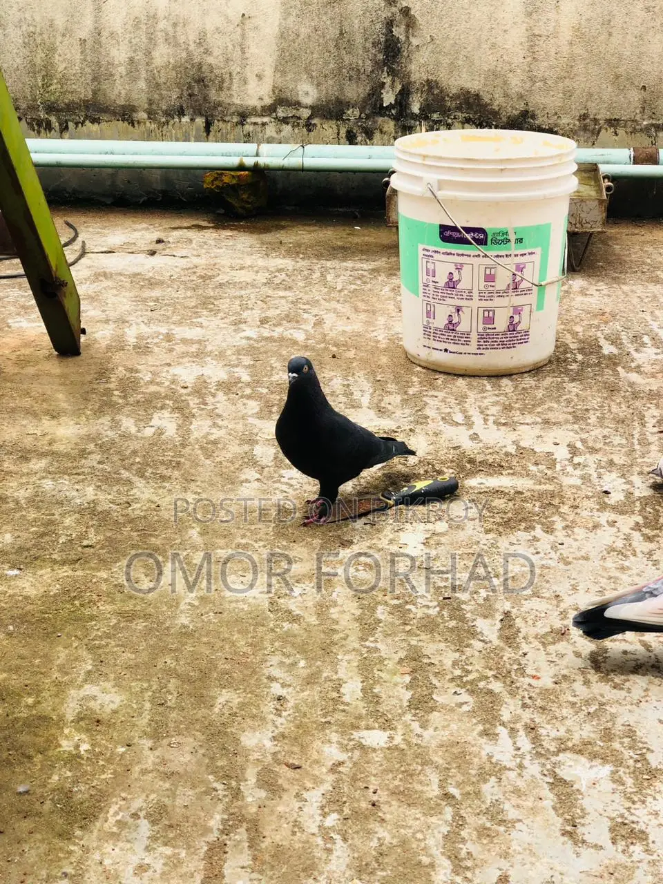Jak Nor (Male Pigeon)