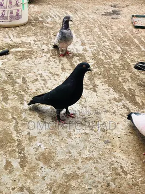 Jak Nor (Male Pigeon)