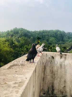 Jak Nor (Male Pigeon)