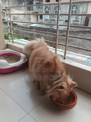 Persian Cat