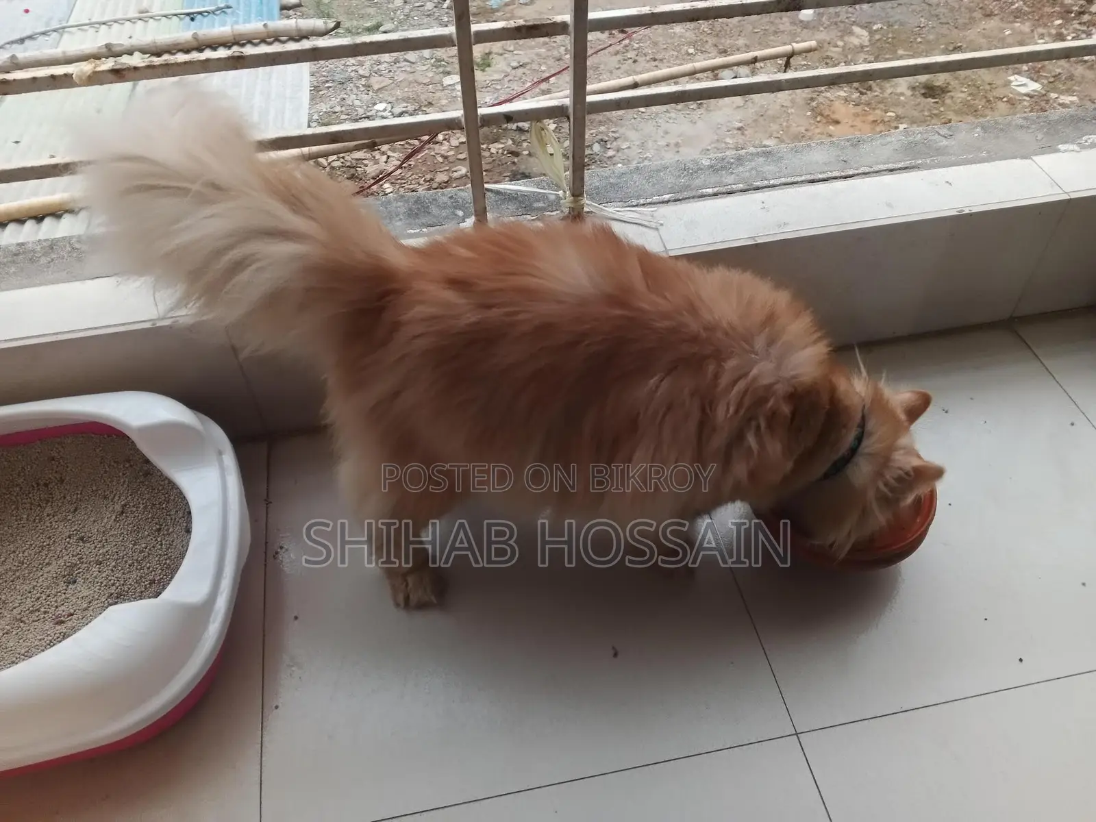 Persian Cat