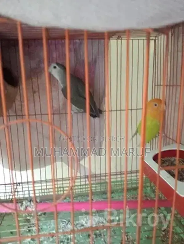 A pair of Lovebird parrots