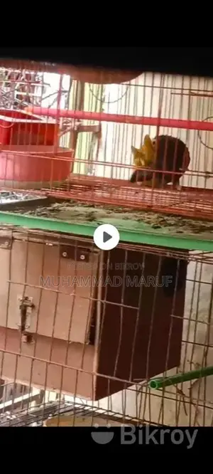 A pair of Lovebird parrots