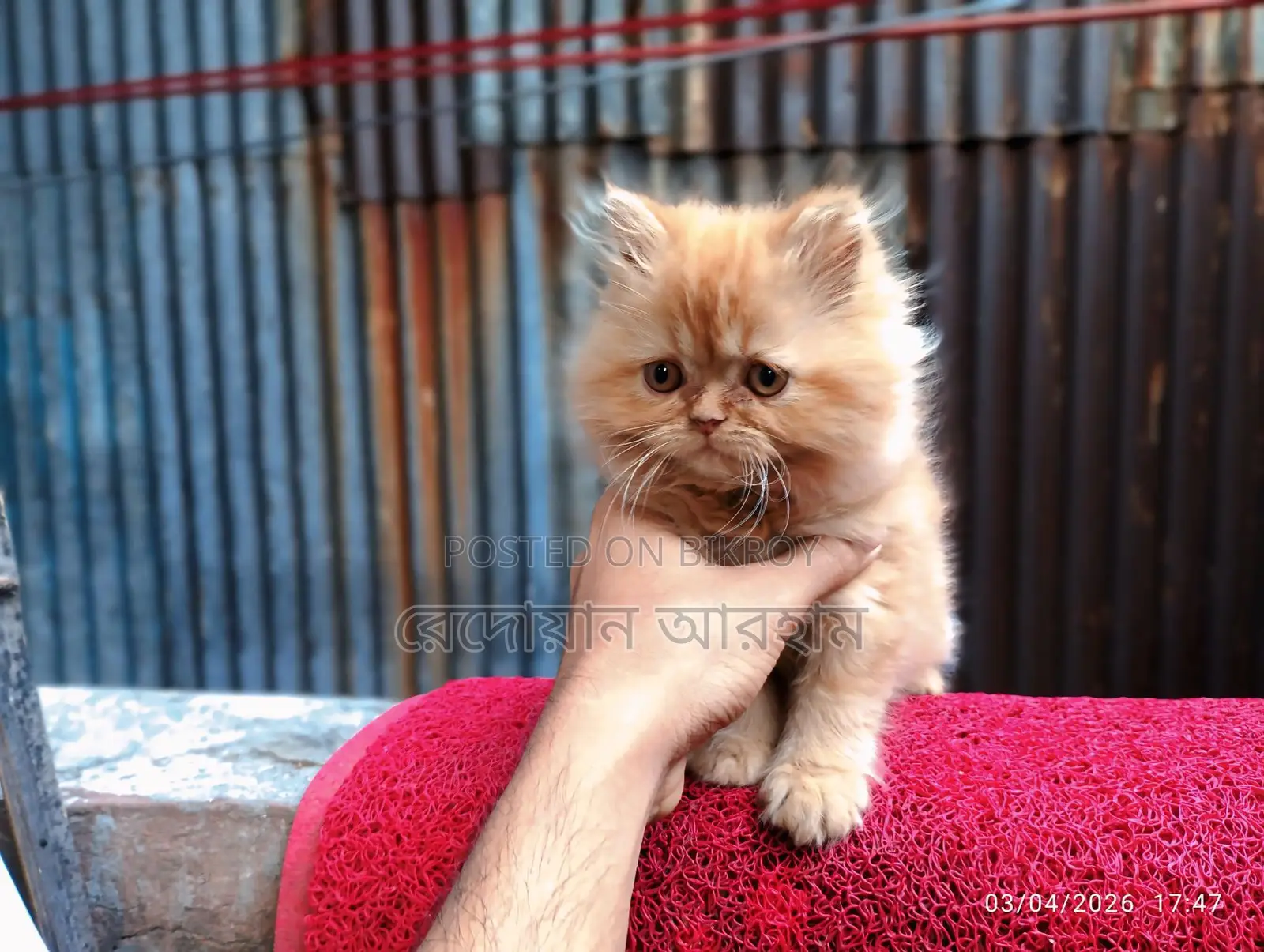 Persian Cat Baby