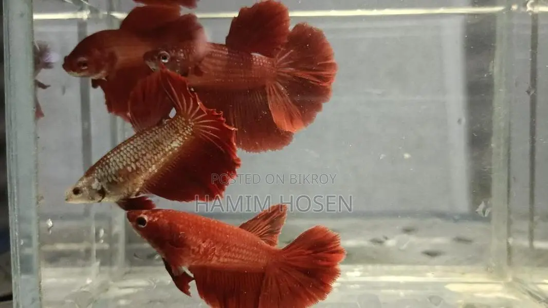 Betta Fish