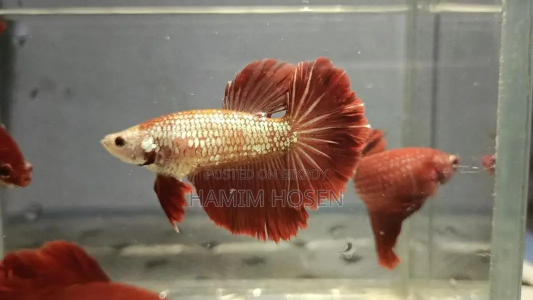 Betta Fish