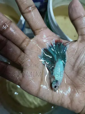 Betta Fish