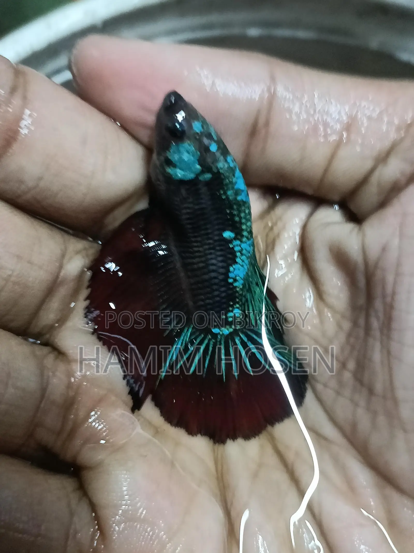 Betta Fish
