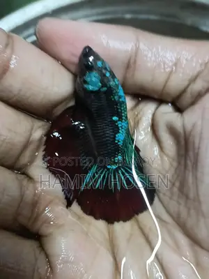 Betta Fish
