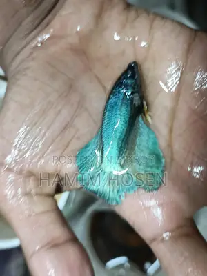 Betta Fish
