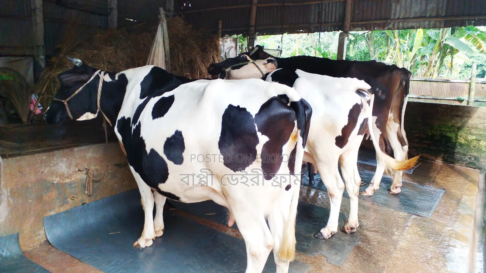 Buy 3 High-Quality Cows for Rearing (ID: 1109)