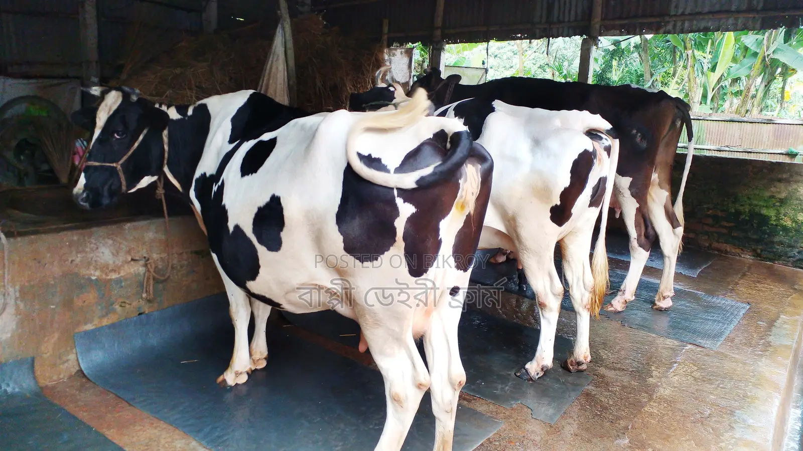 Buy 3 High-Quality Cows for Rearing (ID: 1109)
