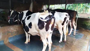 Buy 3 High-Quality Cows for Rearing (ID: 1109)