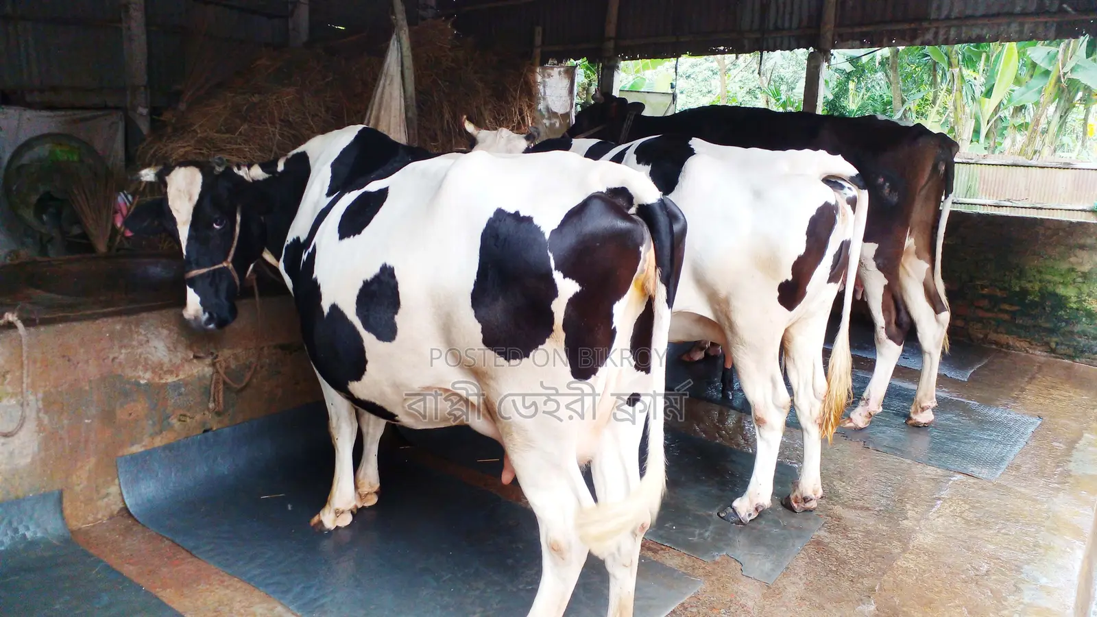 Buy 3 High-Quality Cows for Rearing (ID: 1109)