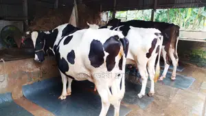Buy 3 High-Quality Cows for Rearing (ID: 1109)