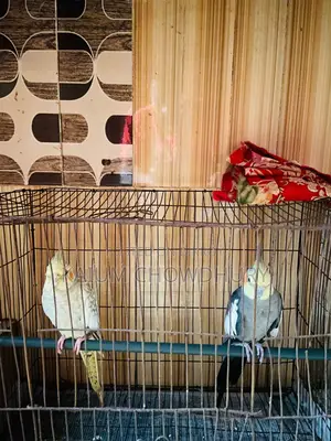 Cockatiel - Running Master Pair