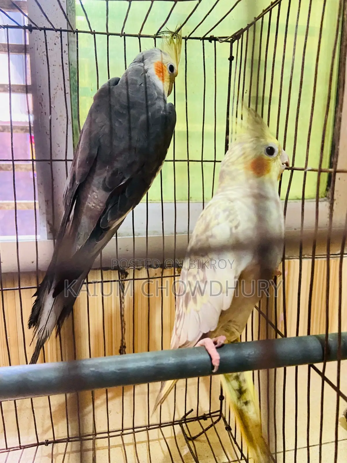 Cockatiel - Running Master Pair