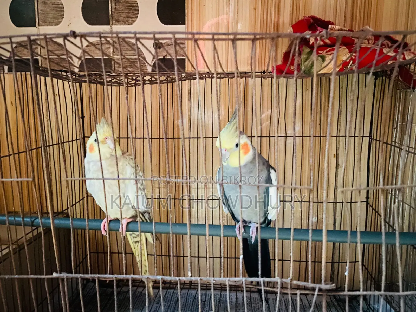 Cockatiel - Running Master Pair