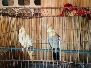 Cockatiel - Running Master Pair