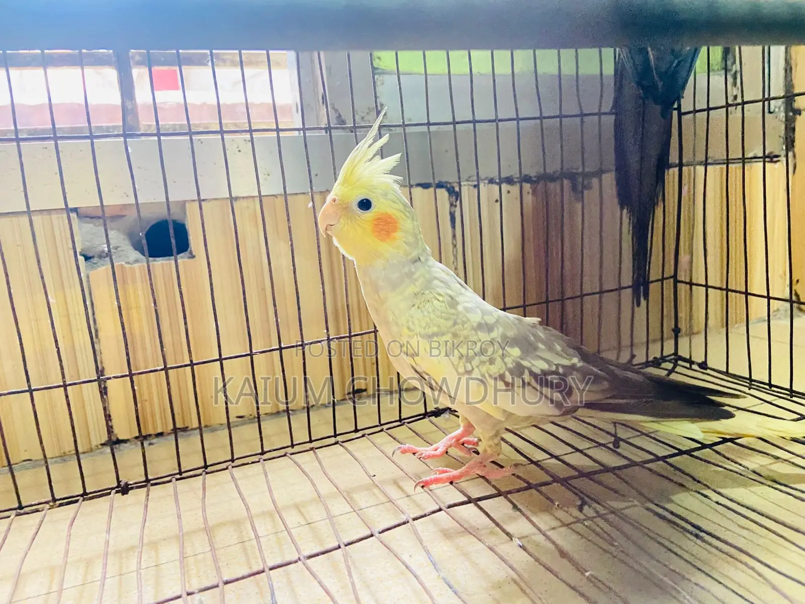 Cockatiel - Running Master Pair