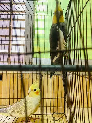 Cockatiel - Running Master Pair