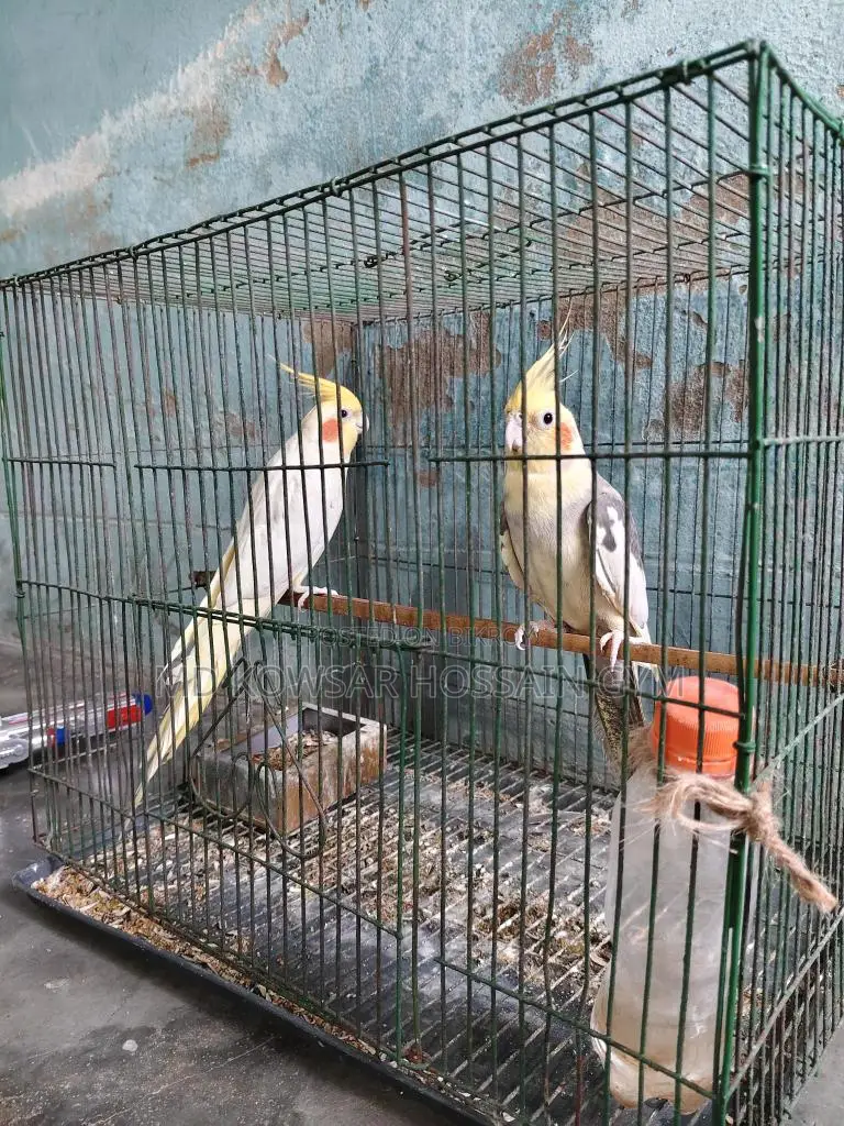 এক জোড়া পাখি। সময় দিতে পারছি না এজন্য সেল করে দিচ্ছি।