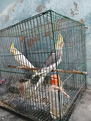 Pair of Birds. Selling because I cannot give them time.