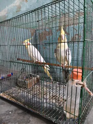 এক জোড়া পাখি। সময় দিতে পারছি না এজন্য সেল করে দিচ্ছি।