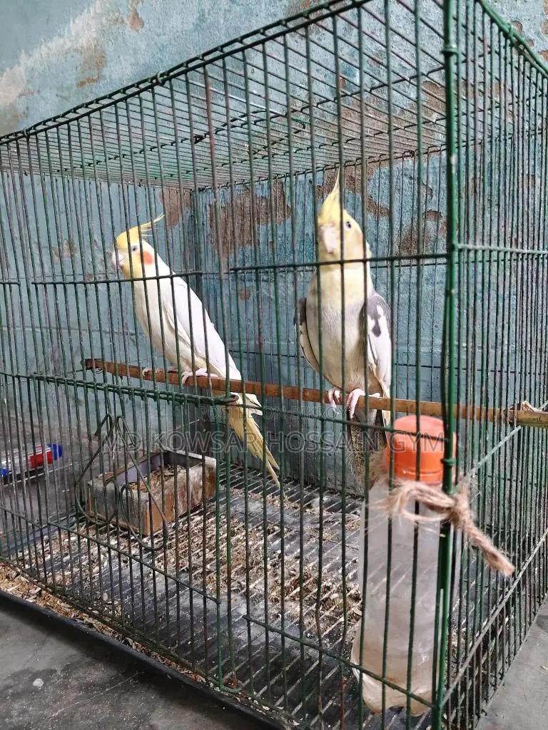 এক জোড়া পাখি। সময় দিতে পারছি না এজন্য সেল করে দিচ্ছি।
