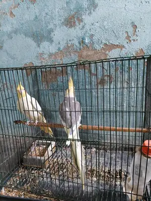 এক জোড়া পাখি। সময় দিতে পারছি না এজন্য সেল করে দিচ্ছি।