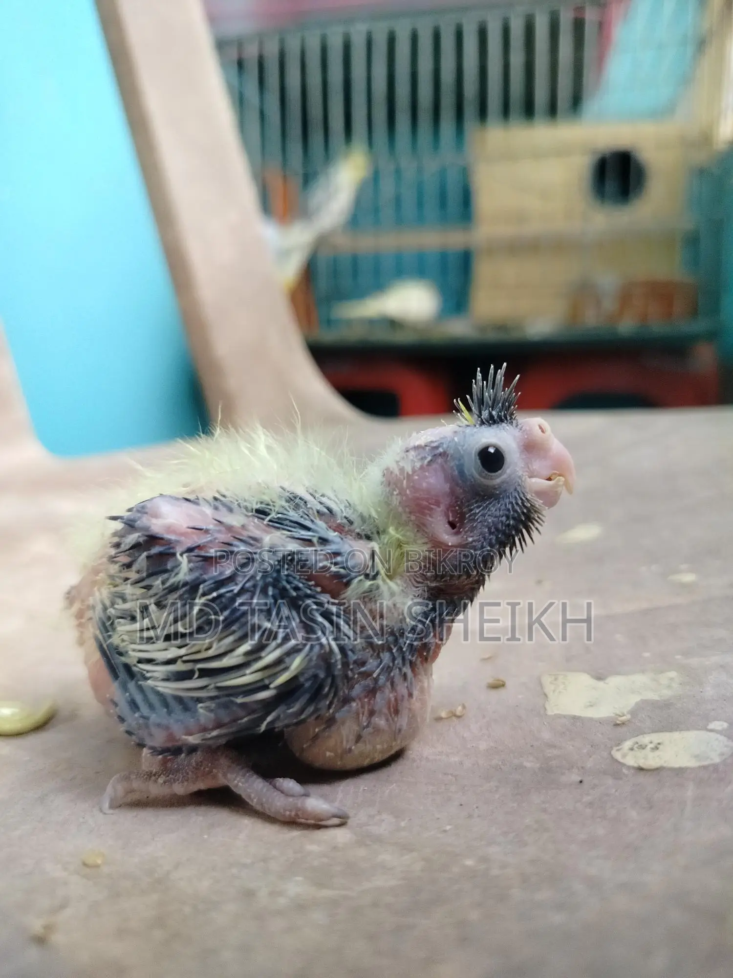 Cockatiel Discount!