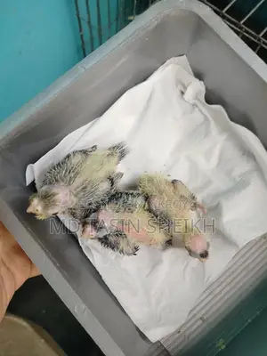 Cockatiel Discount!
