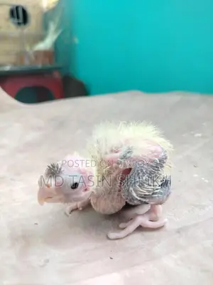 Cockatiel Discount!
