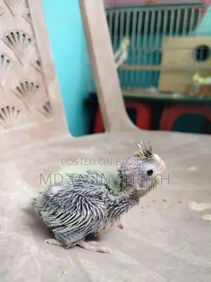 Cockatiel Discount!