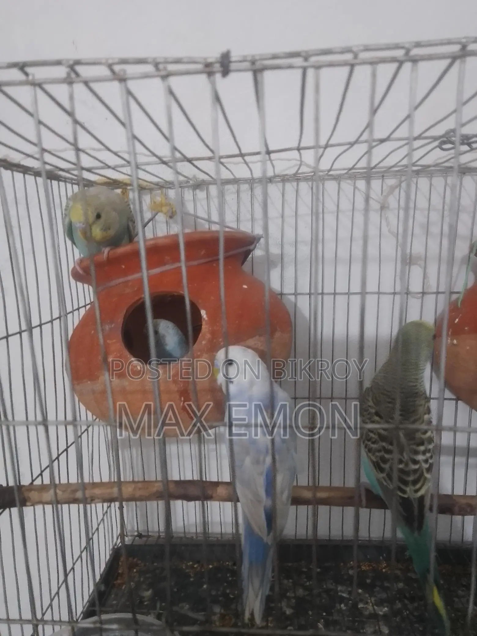 Budgerigar Birds