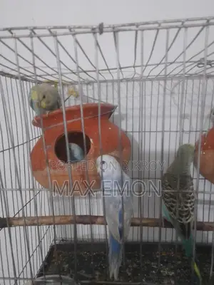 Budgerigar Birds