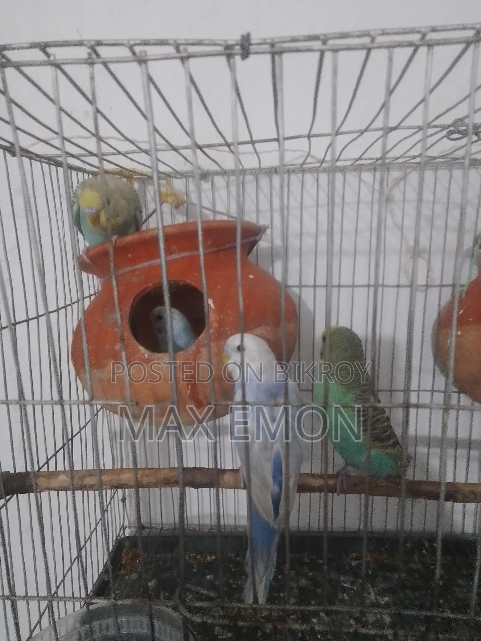 Budgerigar Birds