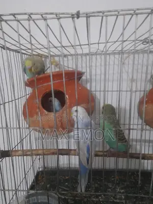 Budgerigar Birds