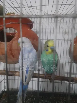 Budgerigar Birds