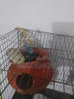 Budgerigar Birds