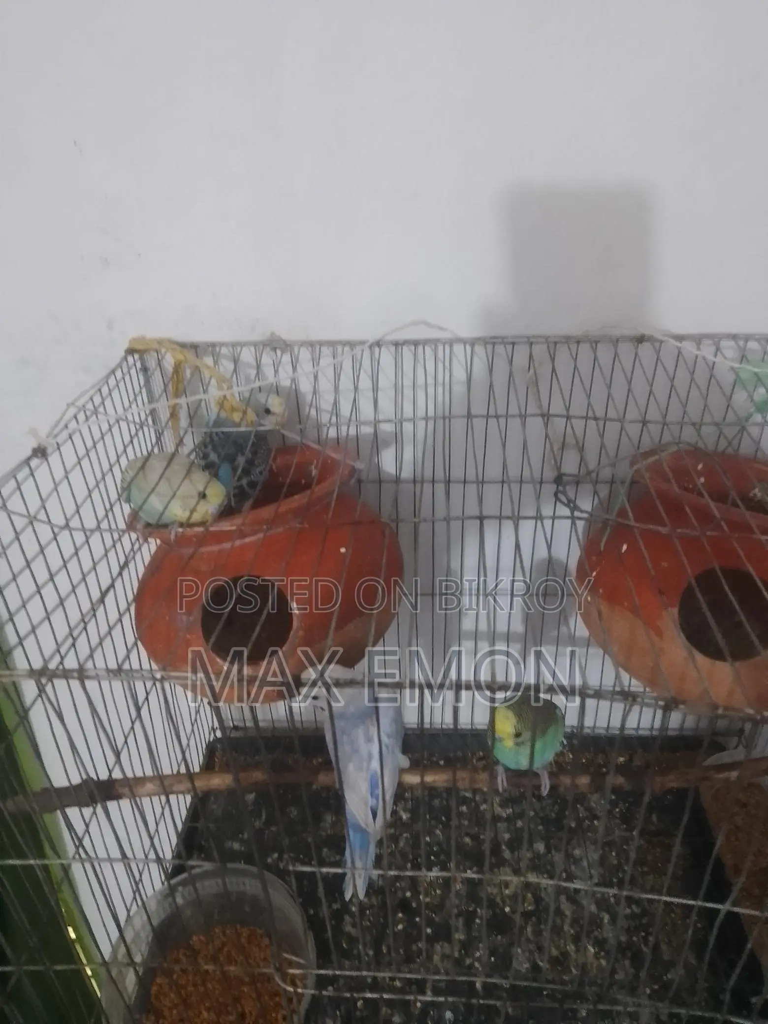 Budgerigar Birds