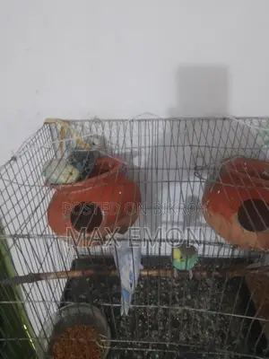 Budgerigar Birds
