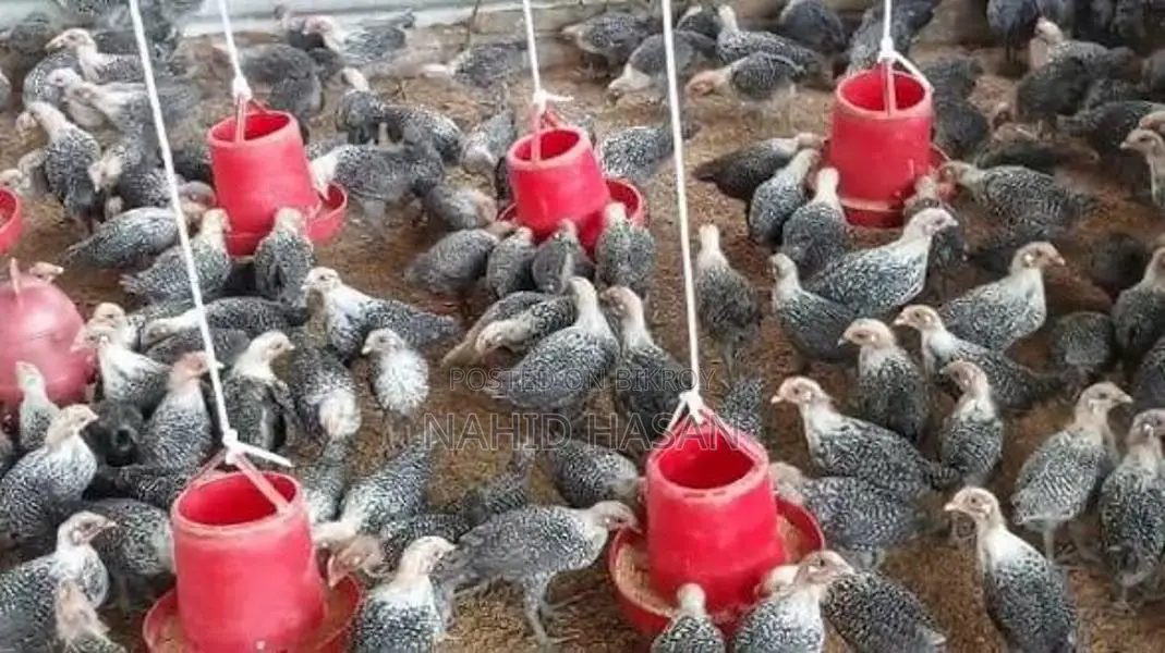 Egyptian Fayoumi Chicken