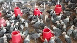 Egyptian Fayoumi Chicken