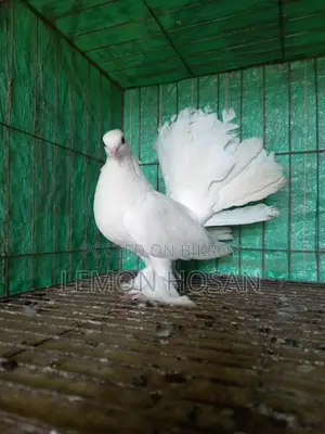 Two female pigeons for sale.