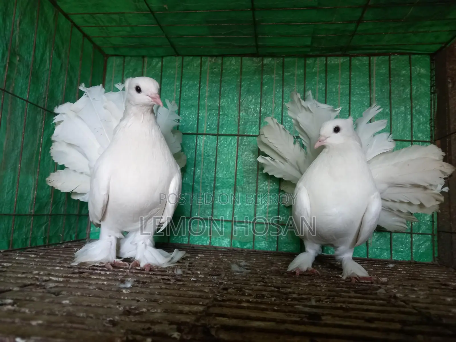 Two female pigeons for sale.